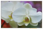 08022021_Victoria Park_Lunar New Year Flower Fair_Orchid00106
