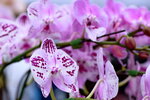 08022021_Victoria Park_Lunar New Year Flower Fair_Orchid00107