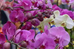 08022021_Victoria Park_Lunar New Year Flower Fair_Orchid00108