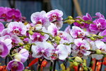 08022021_Victoria Park_Lunar New Year Flower Fair_Orchid00109