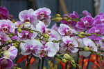 08022021_Victoria Park_Lunar New Year Flower Fair_Orchid00110
