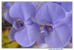 08022021_Victoria Park_Lunar New Year Flower Fair_Orchid00111