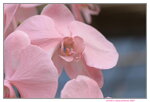 08022021_Victoria Park_Lunar New Year Flower Fair_Orchid00112
