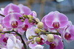08022021_Victoria Park_Lunar New Year Flower Fair_Orchid00113