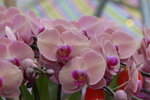 08022021_Victoria Park_Lunar New Year Flower Fair_Orchid00114