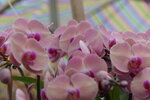 08022021_Victoria Park_Lunar New Year Flower Fair_Orchid00115