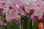 08022021_Victoria Park_Lunar New Year Flower Fair_Orchid00116