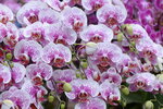 08022021_Victoria Park_Lunar New Year Flower Fair_Orchid00118