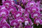 08022021_Victoria Park_Lunar New Year Flower Fair_Orchid00119