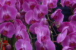 08022021_Victoria Park_Lunar New Year Flower Fair_Orchid00120