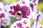 08022021_Victoria Park_Lunar New Year Flower Fair_Orchid00122