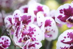 08022021_Victoria Park_Lunar New Year Flower Fair_Orchid00123