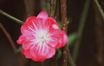 08022021_Victoria Park_Lunar New Year Flower Fair_Peach00006