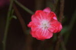 08022021_Victoria Park_Lunar New Year Flower Fair_Peach00007