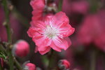 08022021_Victoria Park_Lunar New Year Flower Fair_Peach00008