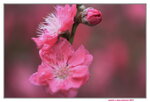 08022021_Victoria Park_Lunar New Year Flower Fair_Peach00011