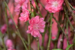 08022021_Victoria Park_Lunar New Year Flower Fair_Peach00012