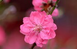 08022021_Victoria Park_Lunar New Year Flower Fair_Peach00013