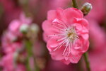 08022021_Victoria Park_Lunar New Year Flower Fair_Peach00014