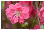 08022021_Victoria Park_Lunar New Year Flower Fair_Peach00015