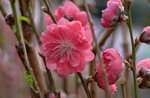 08022021_Victoria Park_Lunar New Year Flower Fair_Peach00024