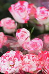 08022021_Victoria Park_Lunar New Year Flower Fair_Rose00002