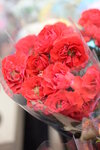08022021_Victoria Park_Lunar New Year Flower Fair_Rose00003