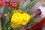 08022021_Victoria Park_Lunar New Year Flower Fair_Rose00007
