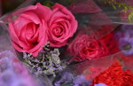 08022021_Victoria Park_Lunar New Year Flower Fair_Rose00009