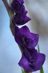 08022021_Victoria Park_Lunar New Year Flower Fair_Sword Orchid00004