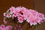 08022021_Victoria Park_Lunar New Year Flower Fair_Varieties00033