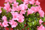 08022021_Victoria Park_Lunar New Year Flower Fair_Varieties00043