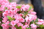 08022021_Victoria Park_Lunar New Year Flower Fair_Varieties00044