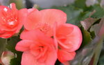 08022021_Victoria Park_Lunar New Year Flower Fair_Varieties00048
