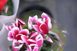 08022021_Victoria Park_Lunar New Year Flower Fair_Varieties00049