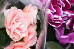 08022021_Victoria Park_Lunar New Year Flower Fair_Varieties00050