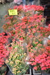 07032014_Hong Kong Flower Show_Holland Kalanchoe00001