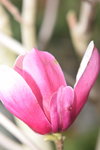 07032014_Hong Kong Flower Show_Magnolia00003