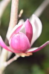 07032014_Hong Kong Flower Show_Magnolia00004