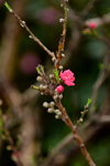 07032014_Hong Kong Flower Show_Peach Blossom00001