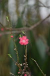 07032014_Hong Kong Flower Show_Peach Blossom00002