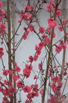 07032014_Hong Kong Flower Show_Peach Blossom00003