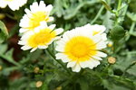 07032014_Hong Kong Flower Show_Daisy00004