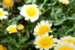 07032014_Hong Kong Flower Show_Daisy00005