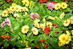 07032014_Hong Kong Flower Show_Daisy00007