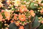 07032014_Hong Kong Flower Show_Holland Kalanchoe00002