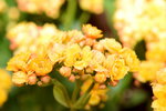 07032014_Hong Kong Flower Show_Holland Kalanchoe00003