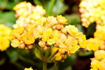 07032014_Hong Kong Flower Show_Holland Kalanchoe00004
