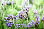 07032014_Hong Kong Flower Show_Lavender00007