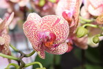 07032014_Hong Kong Flower Show_Orchud00008